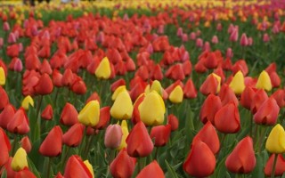 郁金香有什么花语，代表爱的宣言、高贵的爱、珍贵友谊