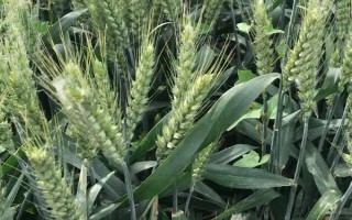甘春24号小麦种子简介，一般在3月中下旬播种