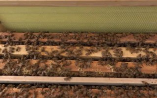 免移虫育王盒的如何使用，先放到蜜糖水中浸泡2-4小时