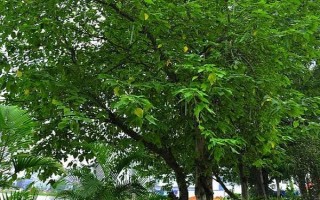 种植构树的补助,国家会给予1000元每亩