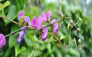 吡虫啉豆角开花后能用吗,可在豆角开花后使用