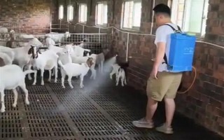 育肥羊的饲料配方，原料有玉米粉、草粉、玉米粒等