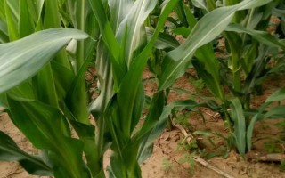 陇新玉518玉米种子特点，种植密度每亩5500株