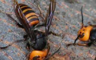 黄腰虎头蜂简介，也被称作杀人蜂