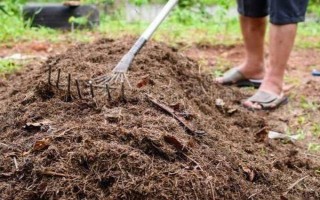 茴香怎么种植出苗较快，播种前需浸种一天