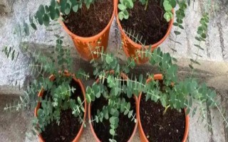 尤加利的养殖方法，每天晒光6小时左右