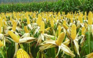 渭玉1838玉米品种简介,种植密度每亩保苗5000以上