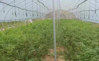 怎么种植独活,可采用直播或根芽繁殖的方式