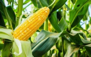 野钓鲤鱼有哪些饵料比较好用,蚯蚓、玉米、红薯均为不错的选择