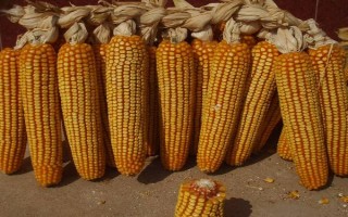 凤田111玉米种子特点，早熟品种