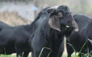 黑山羊和白山羊的区别，毛色、产地和肉质均不同