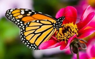 蝴蝶属于益虫吗，能帮助植物授粉