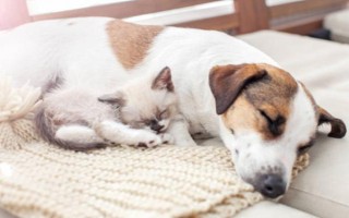 犬猫氨基糖苷类抗生素中毒临床症状，可致机体麻木、头昏、耳鸣等