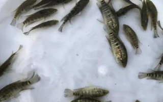 淡水石斑鱼的养殖技术，放养密度根据水流速而决定