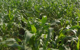 肃研358玉米种子介绍,适宜密度为4500株/亩左右