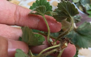 盆栽草莓苗怎么定植，将根系埋入土壤中再压实浇水