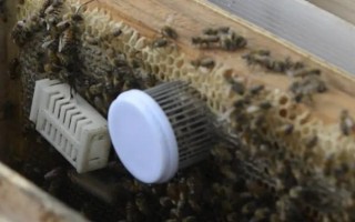 囚王笼的作用，可用来介入新蜂王、限制蜂王产卵等