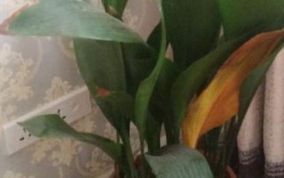 一叶兰叶子发黄是怎么回事，光照过强或浇水过多都会导致