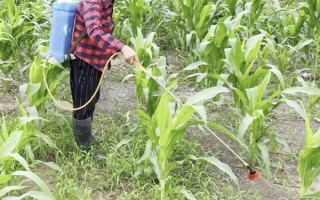 粘玉米的田间管理方法,在4-5片叶时开始定苗