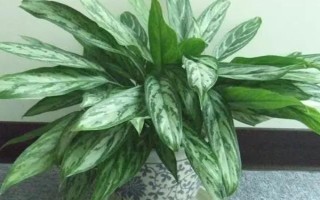 银皇后叶片发黄下垂怎么办，根据发生原因采取对应措施