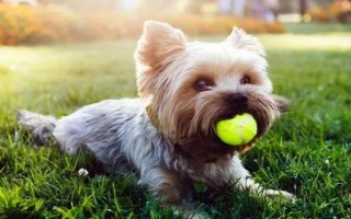 犬猫患上口炎疾病的原因，可能是误食骨刺或干硬的食物等因素造成