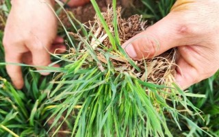 小麦种上后下雨板结能不能出来，出土能力强一般能出来