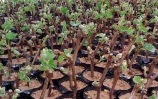 优质葡萄品种，以下5种值得种植