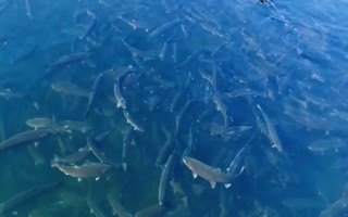 虹鳟鱼的养殖注意事项，对饲料的敏感度很高