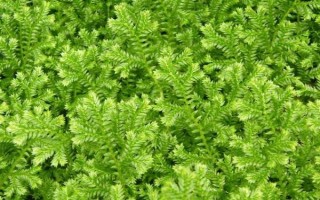 翠云草的繁殖方法，可扦插繁殖也可分株繁殖