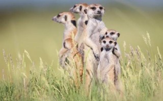 猫鼬吃什么食物，以昆虫为主食