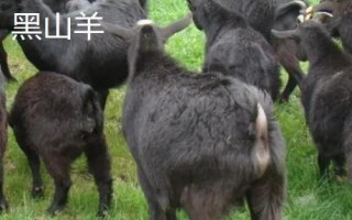 黑山羊和白山羊的区别，毛色、产地和肉质均不同