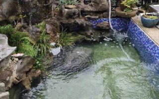 让庭院鱼池水变清澈的方法，种植水草可改善水质