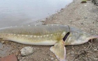 鳇鱼介绍，属于鲟科、鲟属、达氏鳇种动物