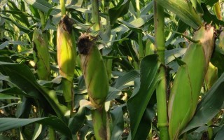 晋糯17玉米种子特点,适宜播期4月下旬至6月中旬