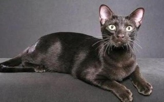 纯黑的猫咪品种，有蒂凡尼猫、曼德勒猫、中华田园猫等