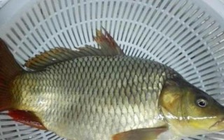 鲤鱼的品种，常见的有红鲤、丰鲤、锦鲤等