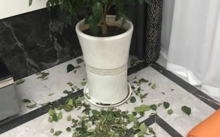 为什么九里香叶子一碰就掉，可能是浇水过多或温度过低等导致