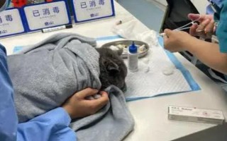 犬猫血肿临床症状，多见于软组织非开放性损伤