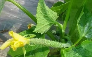 黄瓜花打顶的危害,致使黄瓜不可正常开花坐瓜