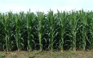 卓玉八号玉米品种的特性，中抗玉米螟（6.5MR）