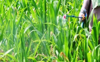 DK1777玉米品种简介，辽宁省春播生育期131天