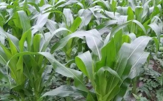 美珍206玉米种子简介,每亩用种量1.5千克左右