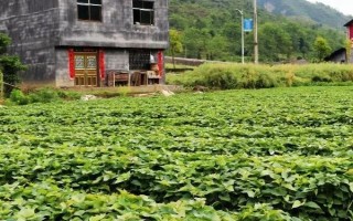 紫薯的高产栽培管理技术，田间管理极为重要