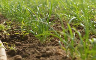 韭菜的移栽注意事项,起苗移栽前3天要浇1次小水