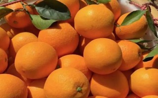 公母脐橙的区分方法，公脐橙的肚脐较小、母脐橙的肚脐较大且凹陷