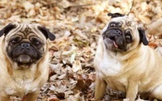 狗发抖站不稳的原因，可能是感到寒冷、腿部受伤、缺钙等因素所导致