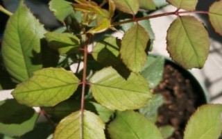 月季花叶子发黄是什么原因，可能是浇水不当或施肥错误等