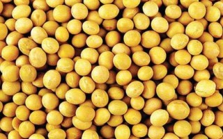 绥农76大豆种子特征特性,在适应区五月上旬播种