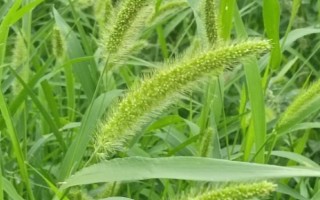 农村常见的野草，常见的有苘麻、艾草等