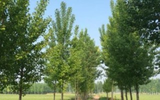 杨树简介，是著名的经济树种